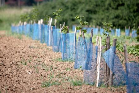Aronia, young plant chokeberry, plantations plants, focus forward