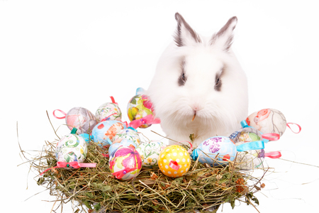 Cute Easter white  bunny sitting with nest of colored eggs, isolated on whiteの写真素材