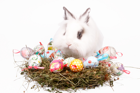 Cute Easter white  bunny sitting with nest of colored eggs, isolated on whiteの写真素材