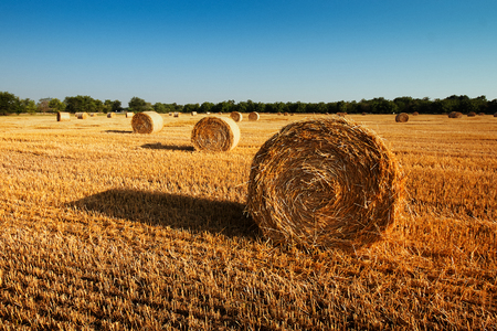 Haystacks straw left after harvesting wheat, Field Landscape with Rolls and Sky, Agriculture Conceptの写真素材