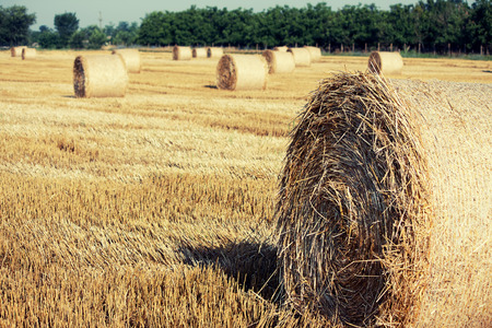 Haystacks straw left after harvesting wheat, Field Landscape with Rolls and Sky, Agriculture Conceptの写真素材