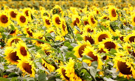 Sunflowers background in sunny day. Agriculture business concept. の写真素材
