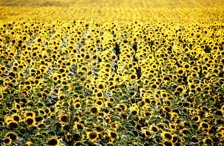 Sunflower field in sunshine with different focus and shallow depth of field, summer landscape. Agriculture backgroundの写真素材