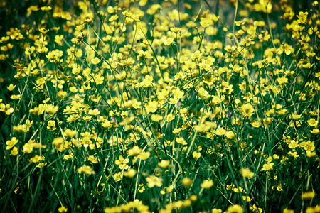 Buttercups in the meadow, field of spring flowersの写真素材
