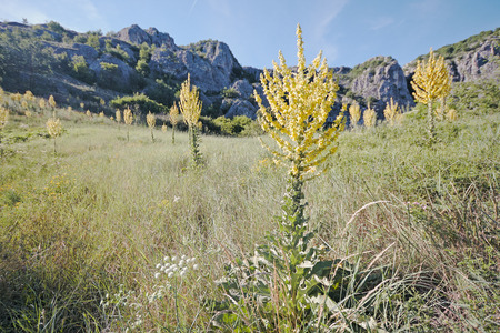 Mullein (Verbascum) in a natural environment of growth. Mountain landscape at Central Balkan. Plant is highly valued in herbal medicine.の写真素材