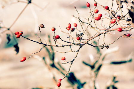 Red briar berries on the tree autumn blur background close upの写真素材