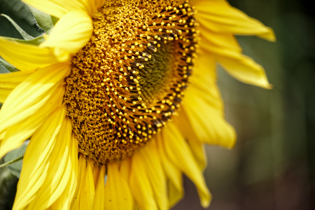 Close Up of Cute sunflower in the field. Beautiful sunflowers blooming on the fieldの写真素材