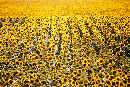 Sunflower field in sunshine with different focus and shallow depth of field, summer landscape. Agriculture backgroundの写真素材