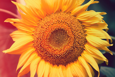Field of sunflowers . Close up of sunflower against a field の写真素材