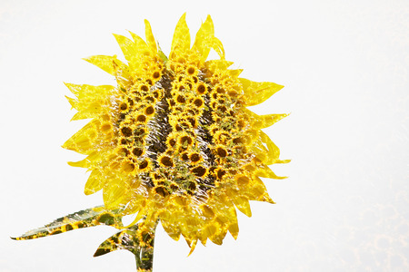 Abstract, Field of sunflowers . Close up of sunflower against a field, isolated on whiteの写真素材