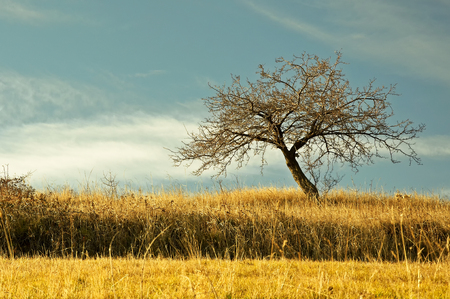 Alone tree on meadow on blue sky backgroundの写真素材