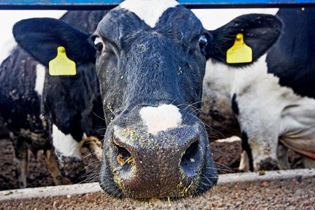 Dairy cows in a farm, agriculture industry, farming and animal husbandry concept- focus on the snuffの写真素材