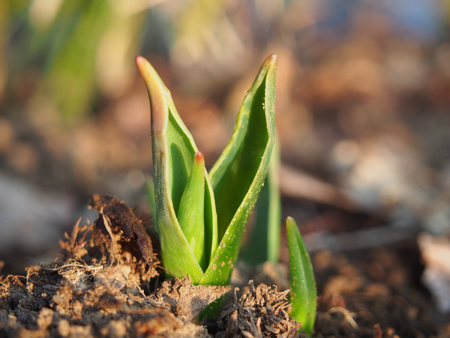 Sprout of tulip.の写真素材