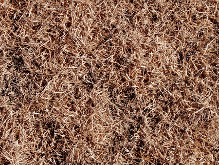 Winter lawnの写真素材