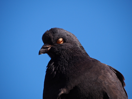 Bad dove of eyesの写真素材