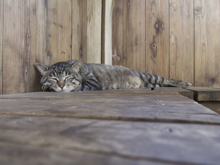 Sleeping catの写真素材