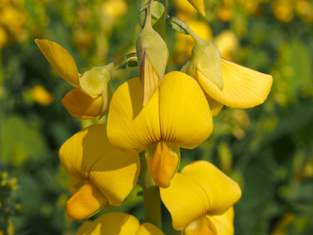 Showy crotalariaの写真素材