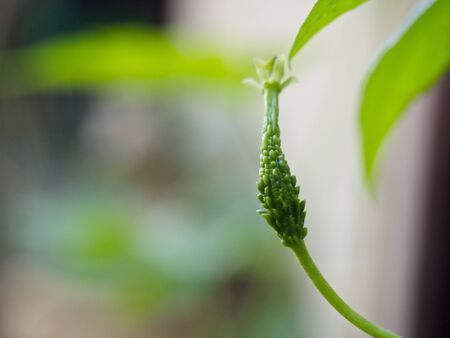 Young bitter melonの写真素材