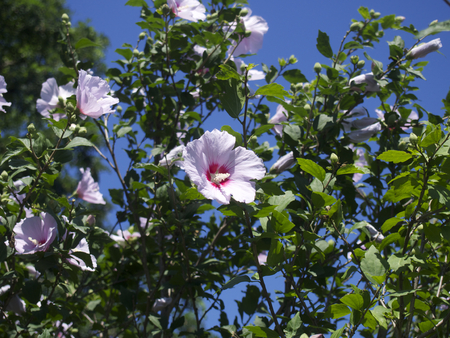 HibiscusSyriacusの写真素材