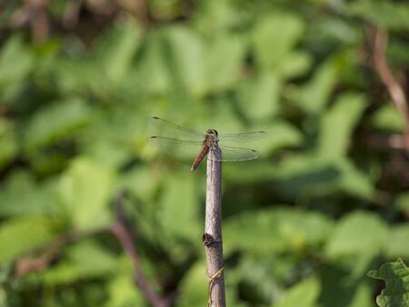 Dragonflyの写真素材