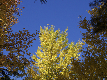 Ginkgo leaves became yellow