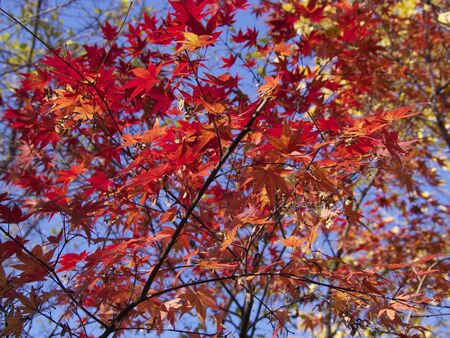 Autumn leaves at Sayama, Saitama, Japanの写真素材