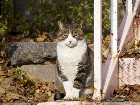 Cat at Museum of Maritime Science Tokyo, Japanの写真素材
