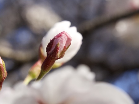 Cherry blossoms and cherry buds (at Iruma, Saitama, Japan)の写真素材