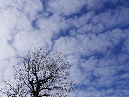 Deciduous trees where most leaves fell and the blue sky of winter (there are many white clouds)の写真素材