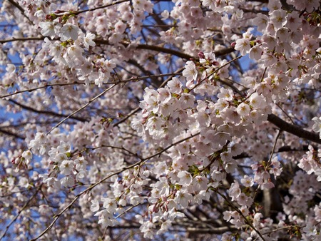 Cherry blossoms (sakura)の写真素材