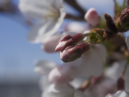 Cherry blossom budの写真素材