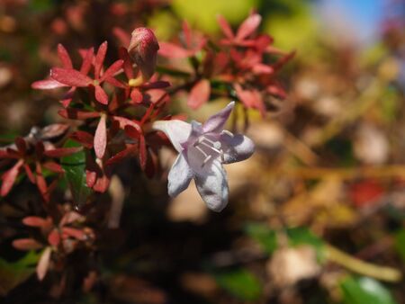 Flower of abeliaの写真素材