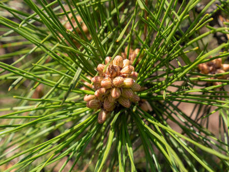 Immature male flowers and the shoot part that will grow from now on