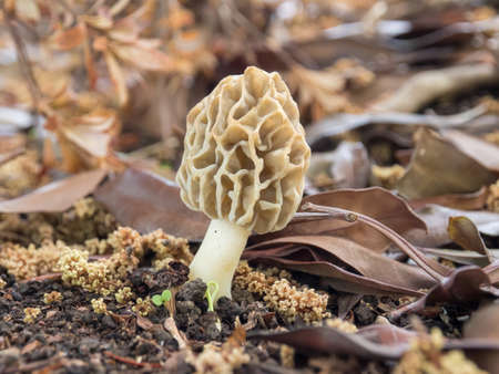 Morels mushroom