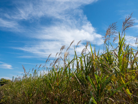 Blue Sky and Sukiの写真素材
