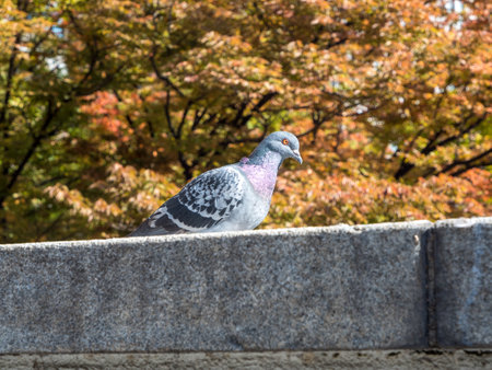 Dove against the background of yellow leavesの写真素材