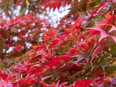 Fall foliage