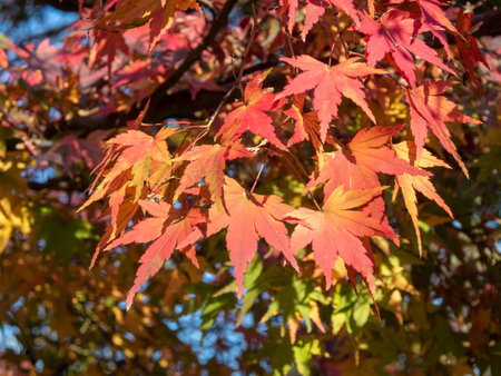 Fall foliage