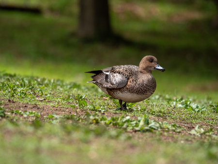 Eurasian wigeon (Anas platyrhynchos) on grassの写真素材