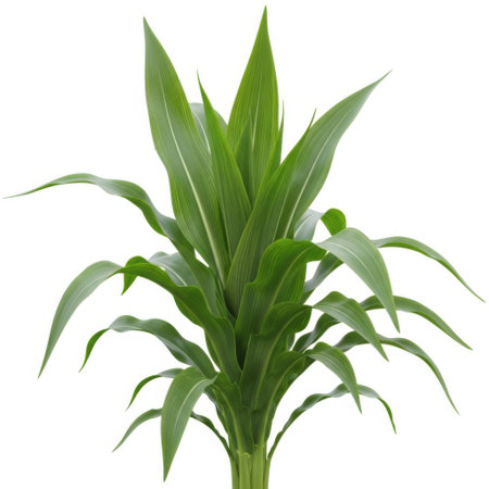 A vibrant, healthy green plant with striking sword-shaped leaves, presented cleanly for use in any design project. Its natural beauty adds a fresh touch to digital or print media.の素材