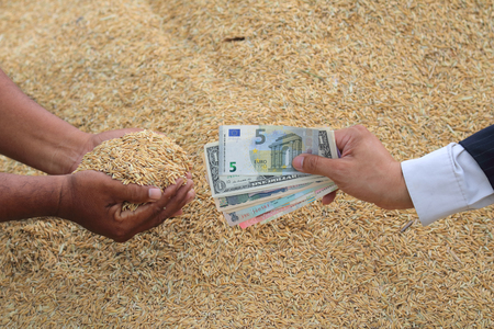 businessman trading rice grain with euro note with rice grain background.の写真素材