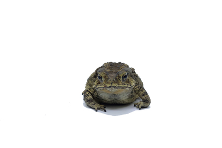 Asian common toad on white backgroundの写真素材