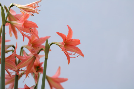 Orange flowers Hippeastrum or Amaryllis on bokeh and sunlight background, Amaryllidaceae, blossom flowers Amaryllis in dreamy soft moodの写真素材