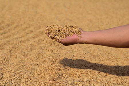 Hand holding golden paddy seeds subcontinentの写真素材