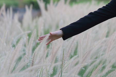 Happy business with reeds grass backgroundの写真素材