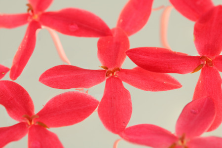 Pink needle flowers have a white background.