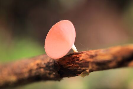 Mushrooms in the forest Mushroom Champagneの写真素材