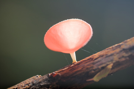 Champagne mushroom or pink cup mushroomの写真素材