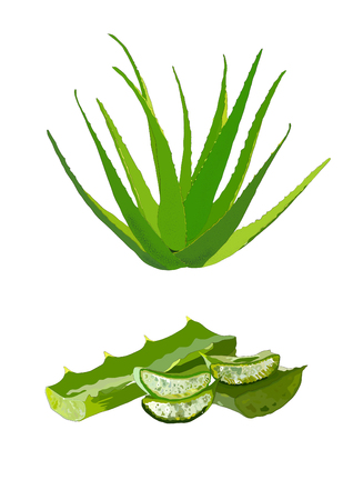 Aloe vera vectorのイラスト素材