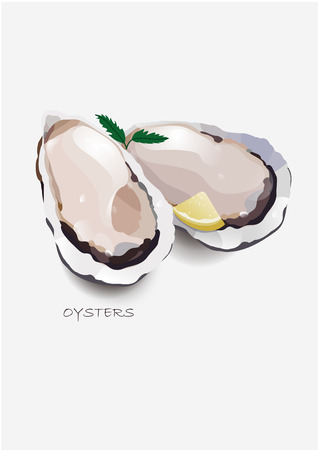 Oysters vectorのイラスト素材
